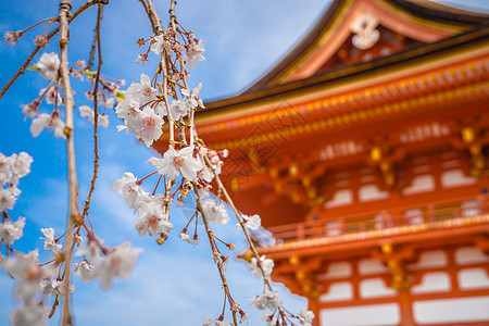 文化程度低去日本能干什么工作？